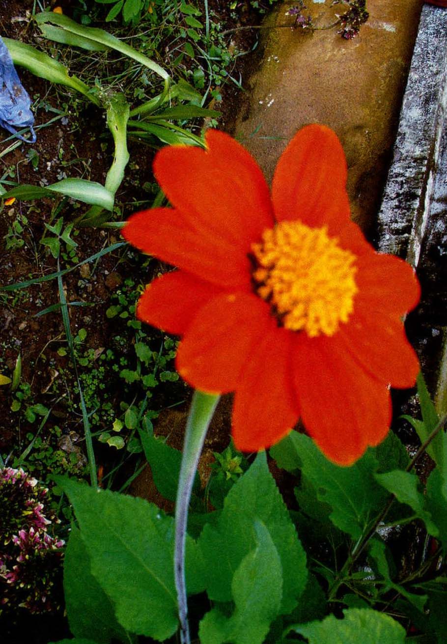 16.百日菊